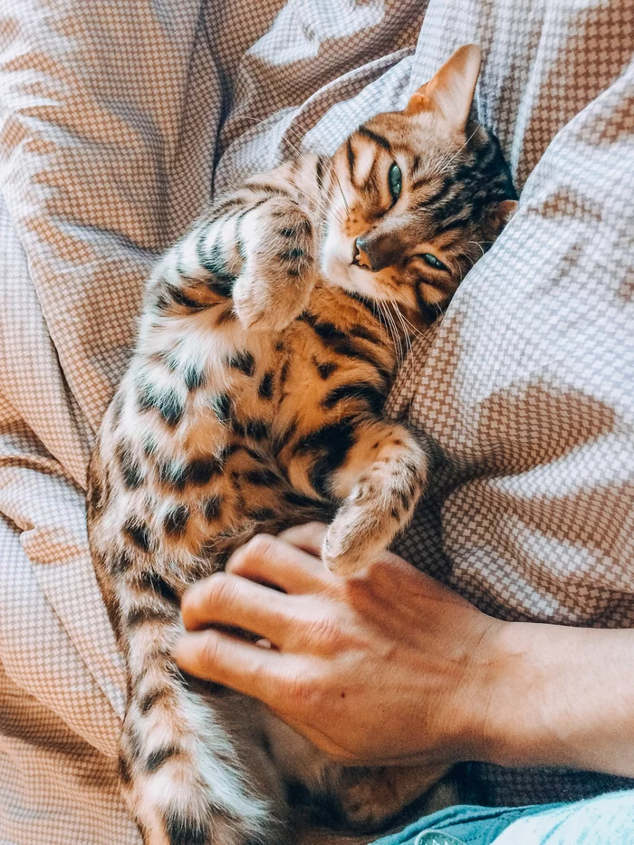 Good morning - My, cat, Bengal cat, Pets