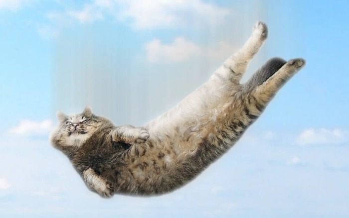 Free flight... - cat, Bounce