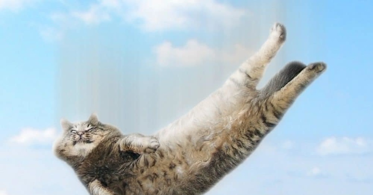 Кошки полетели. Летающие коты. Кот падает. Коты всегда приземляются на лапы.