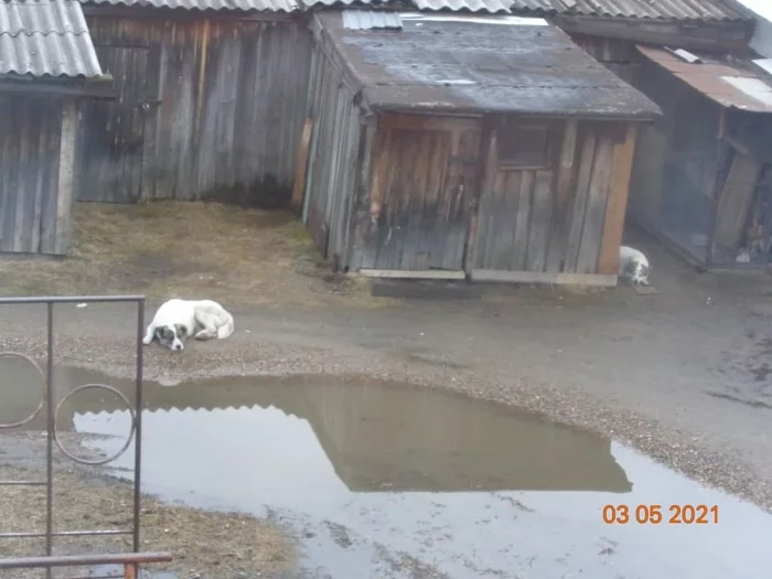 May May May, let me stop admiring you - My, May, Puddle, Dog