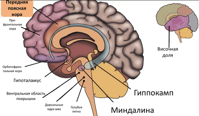 Обезьяна с компьютером - Моё, Гиппокамп, Нейрофизиология, Мозг