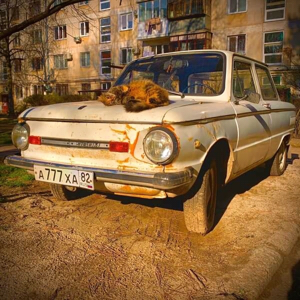 A car number is more expensive than a car - Crimea, cat, The photo, Zaz-968