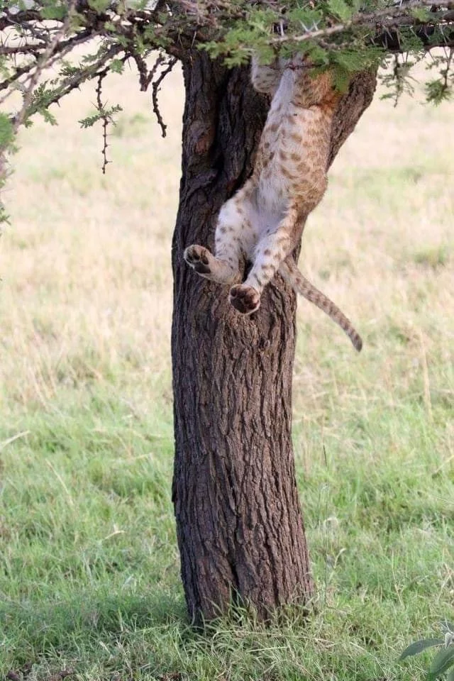 The story of one fall - Big cats, Milota, Longpost, a lion, Lion cubs, Young, Tree, The fall, The photo, wildlife