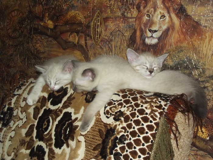 Сладкий дневной сон