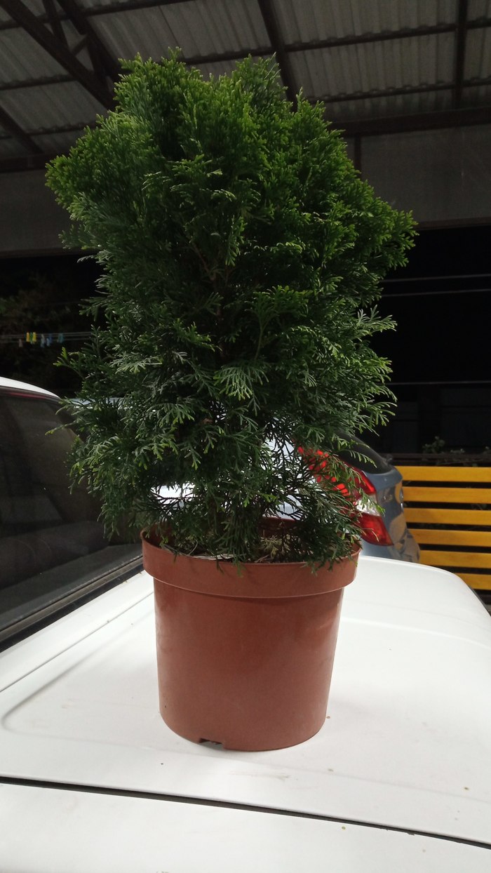 Туя Смарагд