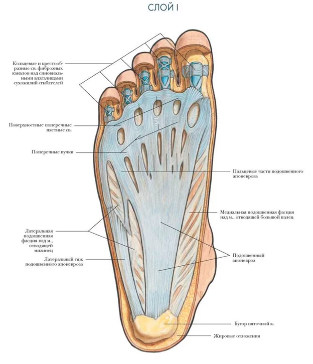 Heel spur and what to do about it - My, Pain, Feet, Longpost, Heel spur