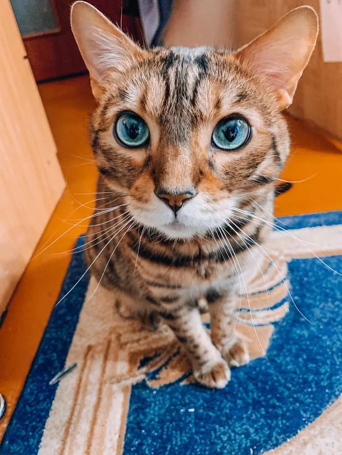 Are you eating without me again?! - My, cat, Bengal cat, Pets