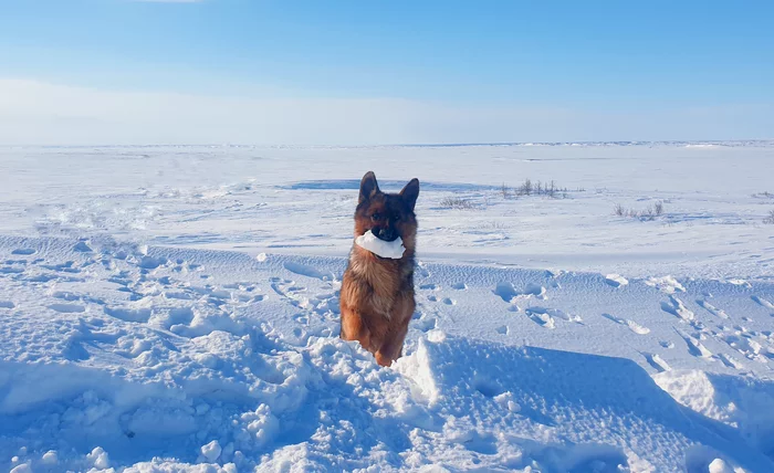 Child of the Tundra - My, German Shepherd, Dog, Samsung Galaxy S9