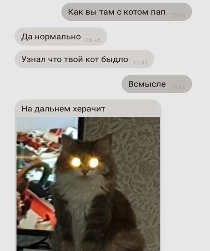 The tailed one is blinding - Humor, Picture with text, Screenshot, cat, Strange humor, Correspondence, Chat room