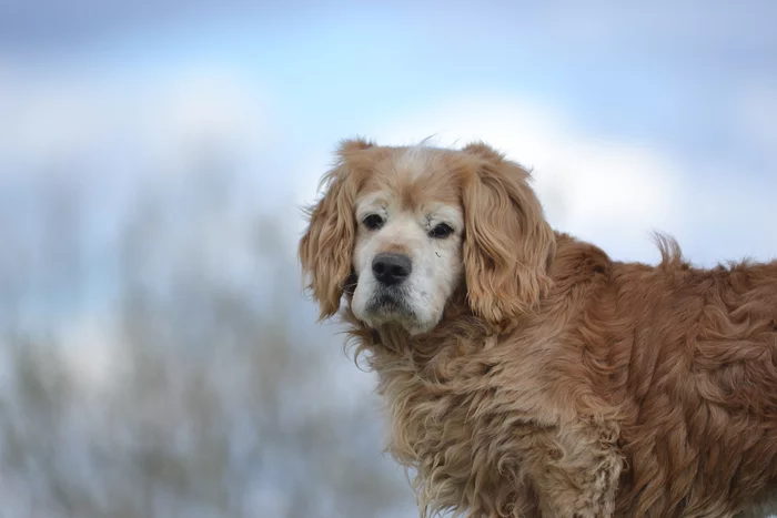 Our old man Leva has gone home! - My, Dog, Spaniel, Video, Longpost, Found a home