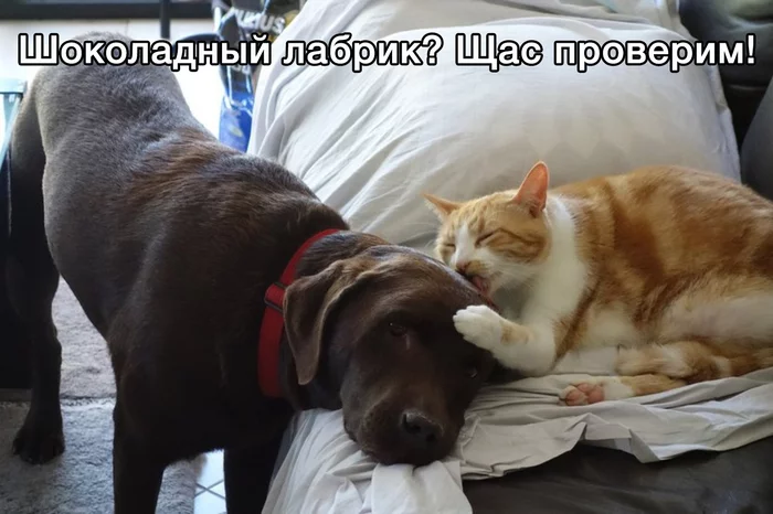 Tasting - Dog, cat, Cats and dogs together, friendship, Labrador, Color, Chocolate