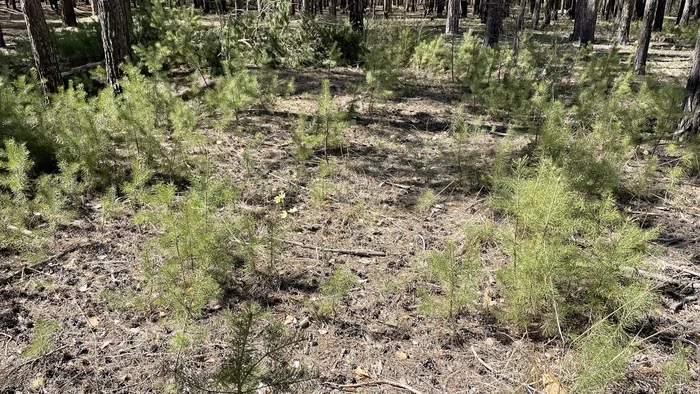 Meeting in the May forest - 