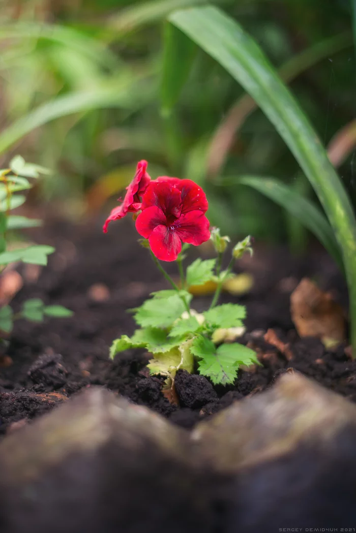 The atmosphere of a botanical garden - My, The photo, Botanical Garden, Bloom, Atmosphere, Smell, Color, Longpost, Greenhouse