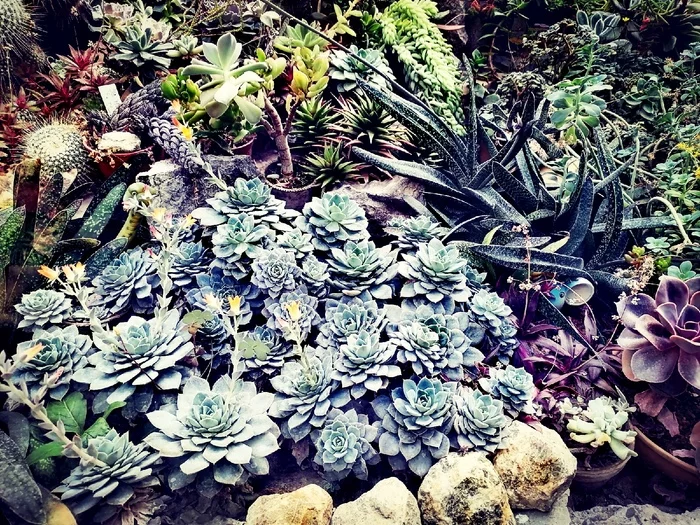 Succulents in Siberia - My, Plants, The photo