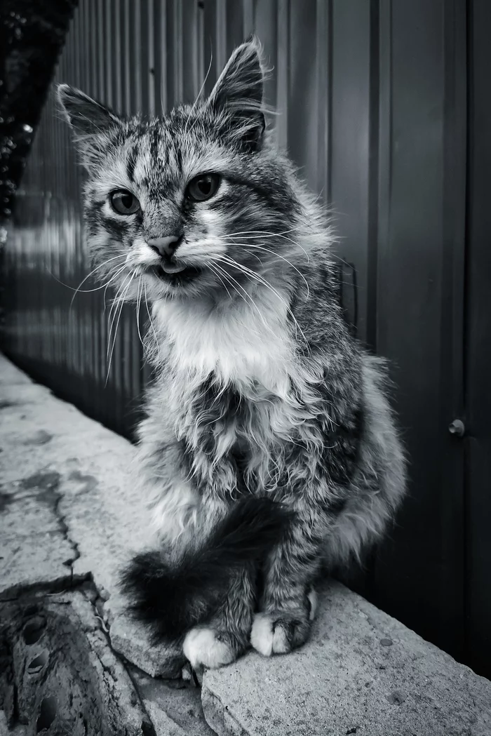 Cat - My, cat, Black and white, Black and white photo, The photo, Photo on sneaker, Longpost