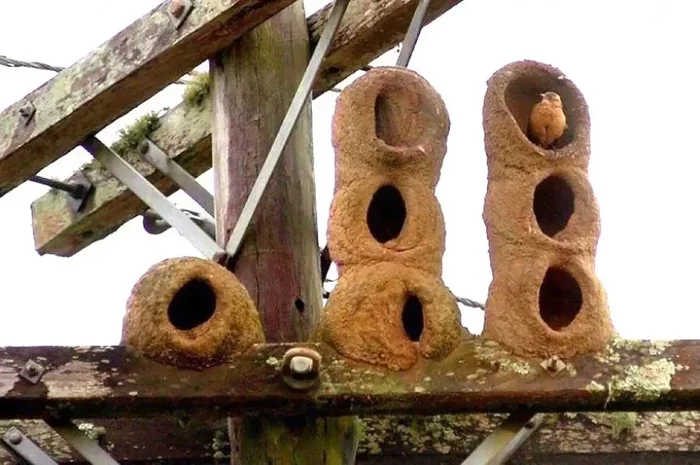 Red Stovemaker: Bricks up people's windows by building heavy-duty, heavy clay nests - Animals, Birds, Animal book, Yandex Zen, Longpost
