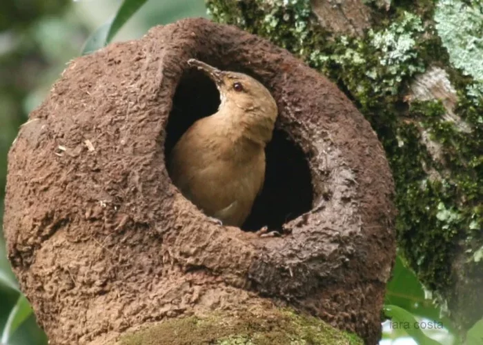 Red Stovemaker: Bricks up people's windows by building heavy-duty, heavy clay nests - Animals, Birds, Animal book, Yandex Zen, Longpost