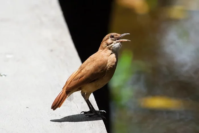 Red Stovemaker: Bricks up people's windows by building heavy-duty, heavy clay nests - Animals, Birds, Animal book, Yandex Zen, Longpost