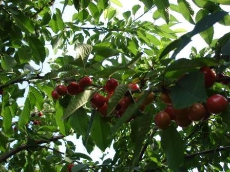 ����� �� ���� ����� �������� ��������