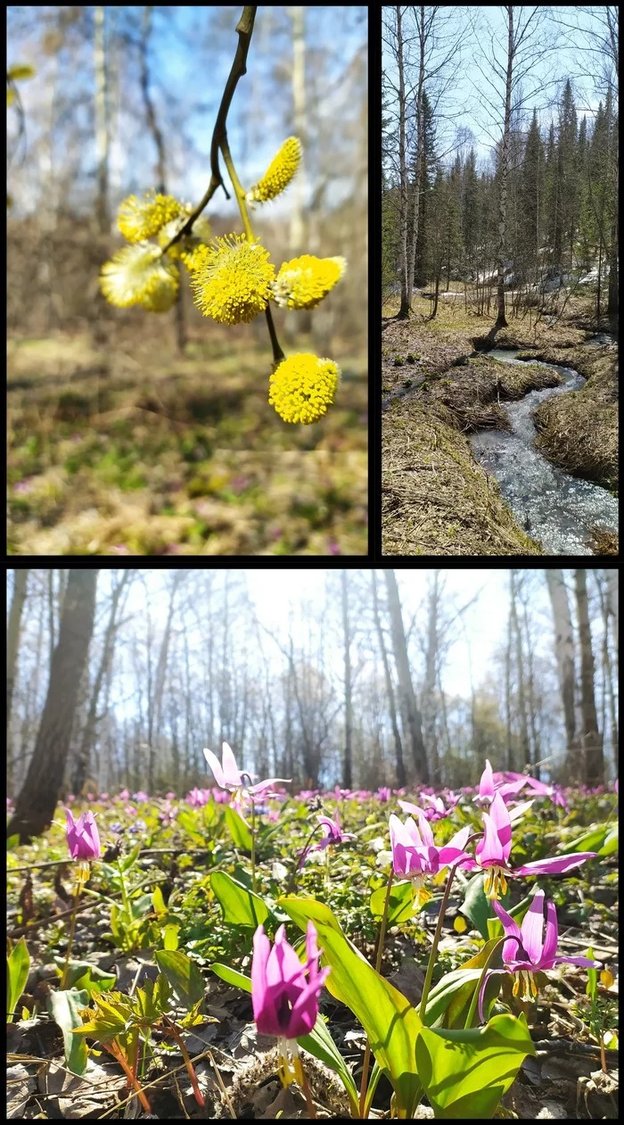 Spring - My, Spring, The nature of Russia, Western Siberia, Collage, The photo