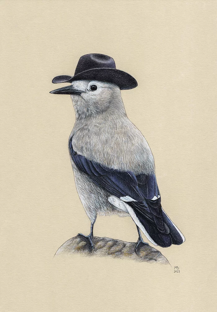 North American Nutcracker - My, Drawing, Birds, Birds in hats, Animalistics, Spotted nutcracker, Pastel