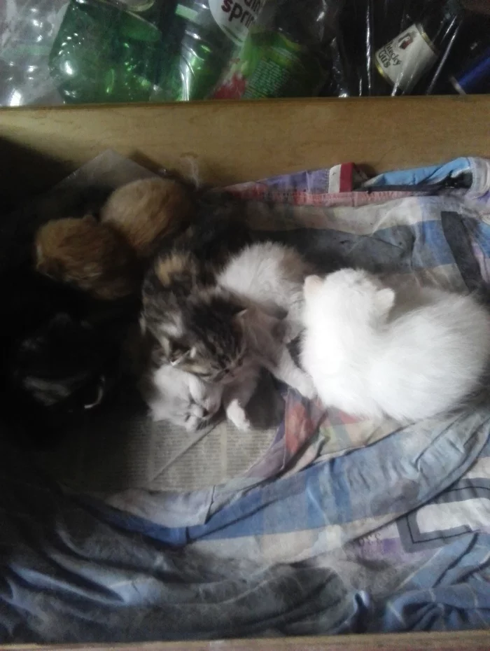 Kittens in good hands Minsk - No rating, Longpost, , cat, My, Is free, In good hands, Kittens, Fluffy, Pets, Milota, I will give