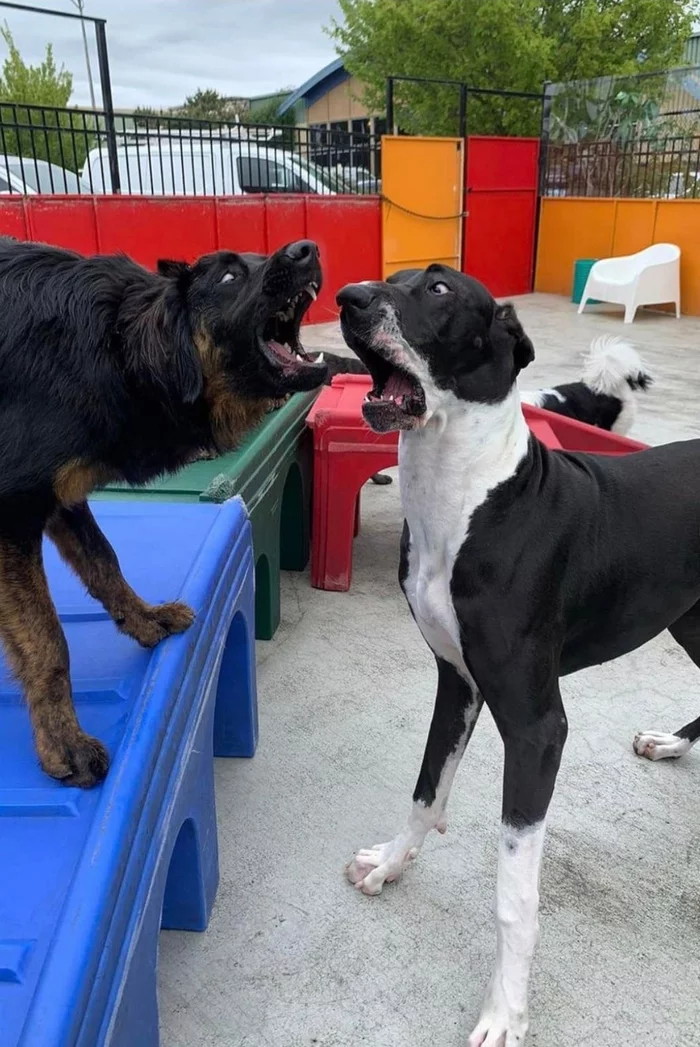 Competition to open their mouths on each other - Dog, To fall