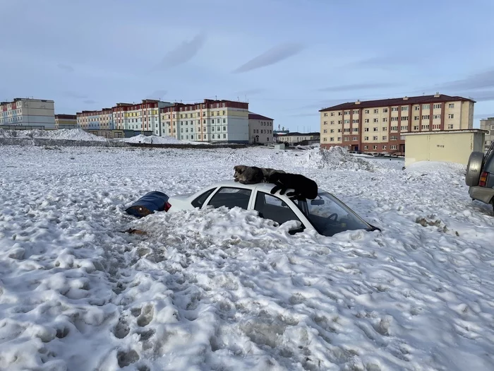 Это вам не котики на капоте... - Моё, Фотография, Авто, Собака