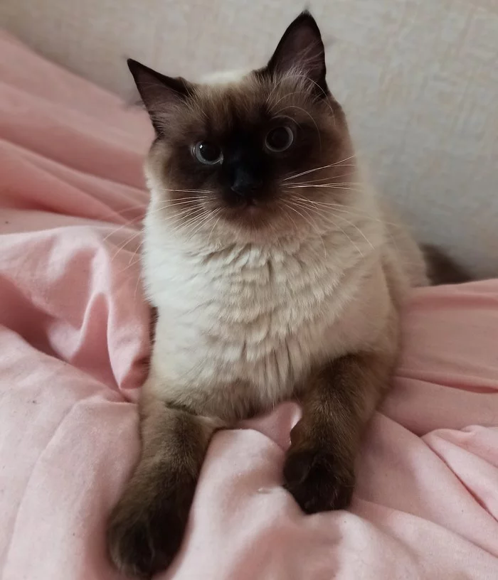 Daring handsome guy))) - My, cat, Siamese cat