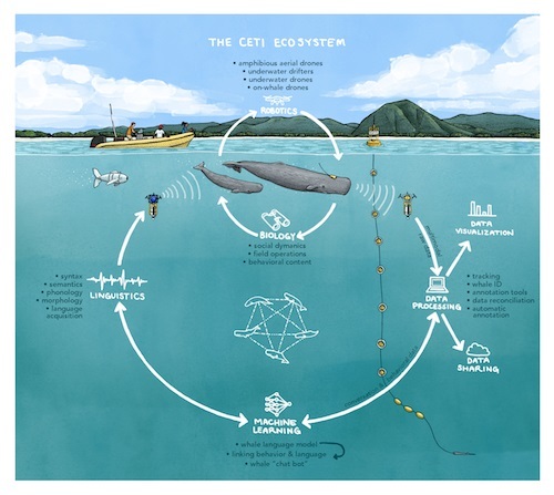 CETI project - decoding the “language” of sperm whales - The science, Decryption, Sperm whale, Ecology, Machine learning, Longpost