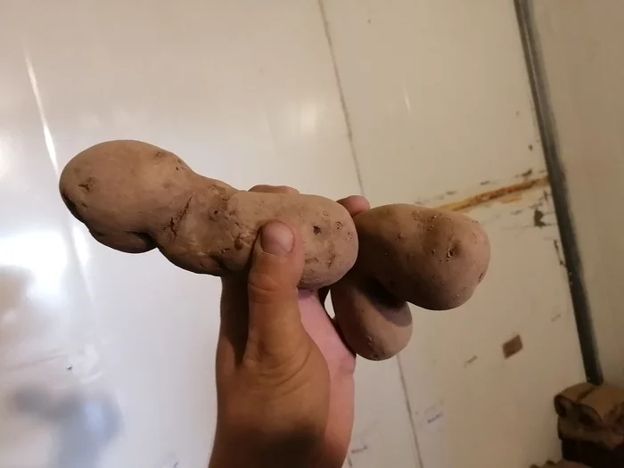 Some fucking potatoes - My, Potato, What's happening?