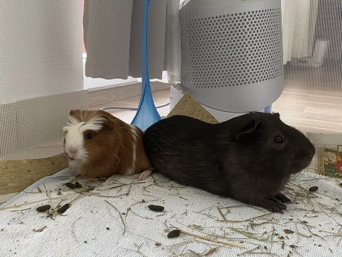 Meeting male guinea pigs - My, Guinea pig, Males