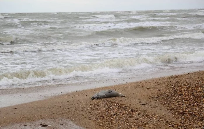 More than 150 dead rare seals were found on the coast of the Caspian Sea - My, Negative, Seal, Animals, Caspian Sea, Makhachkala, Caucasus