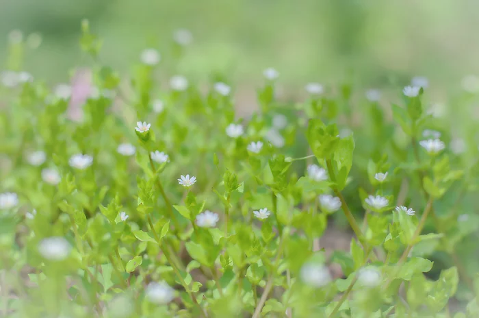 forest clearing - My, The photo, Forest, Flowers, Green