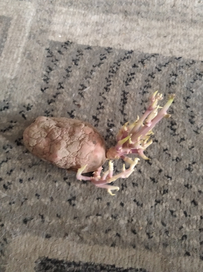 Скоро во всех огородах страны