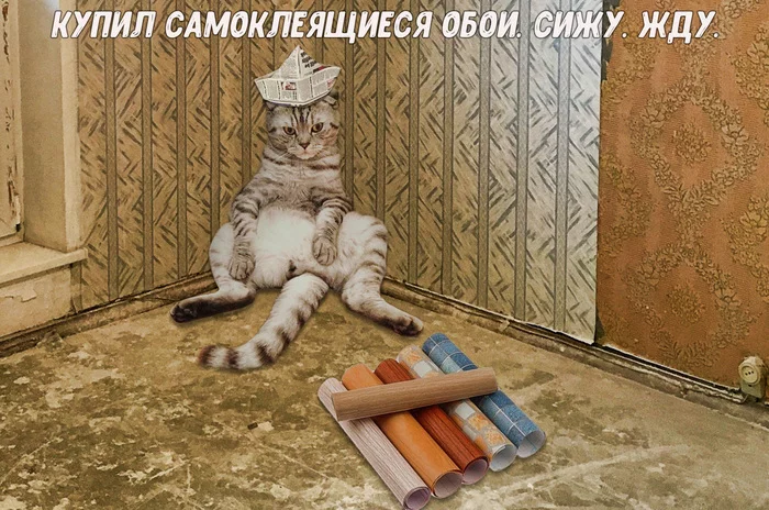 Kotoremont - cat, Wallpaper, Repair, Wordplay, Picture with text