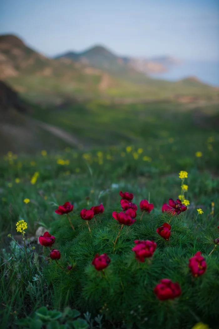 Evening in Quiet Bay - My, Crimea, Quiet Bay, The mountains, Koktebel, Tourism, The photo, Flowers