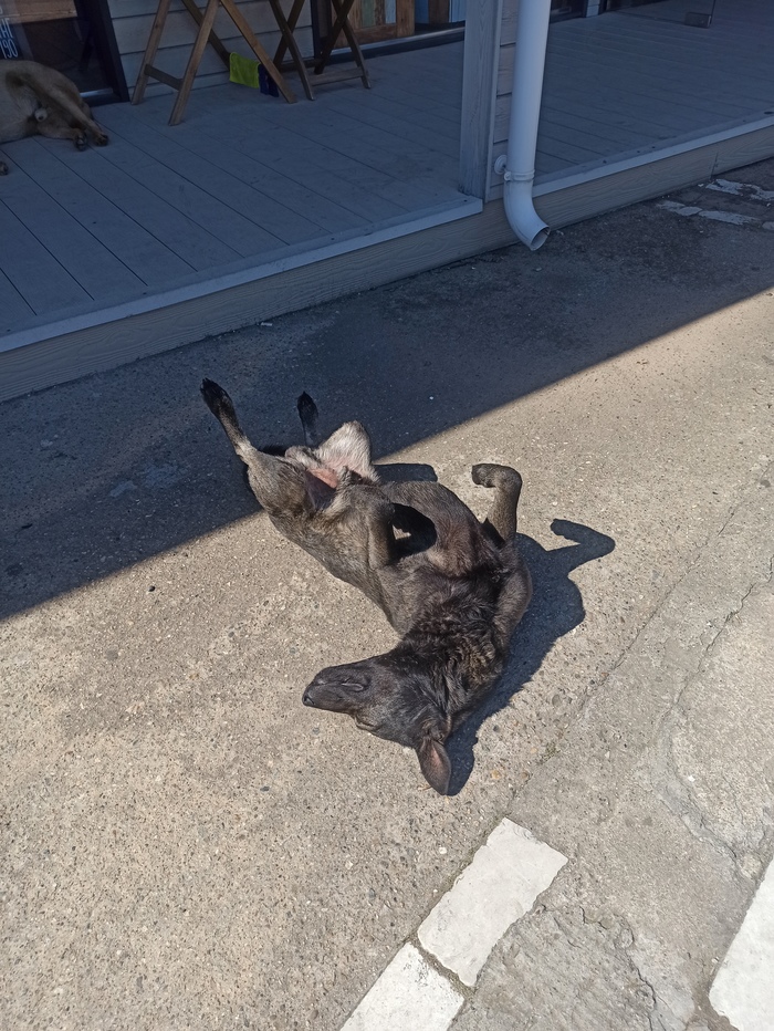 Кайфующий сочинский пёсель