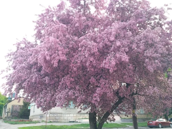 Paradise apple tree - My, Flora, Tree, Nature