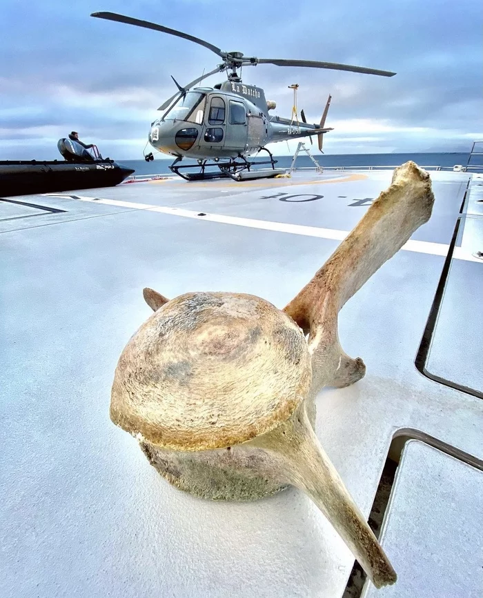 Souvenir from Yankich Island, Kuril Islands - Kurile Islands, Uninhabited island, Sakhalin Region, Cetaceans, Skeleton, Souvenirs, Nature, Longpost