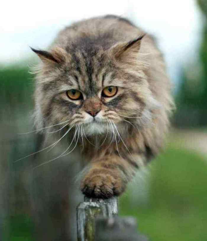 Sad walks along the fence... - cat, Walk, Fence