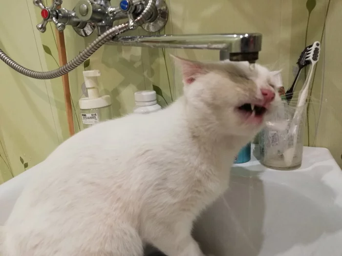 A cat who loves tap water - My, Pets, cat