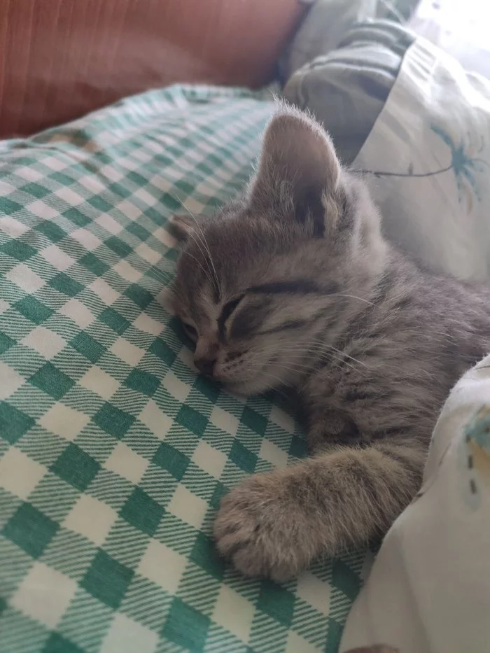 Вот такая живность теперь у нас живёт - Моё, Кот, Котята, Животные, Длиннопост
