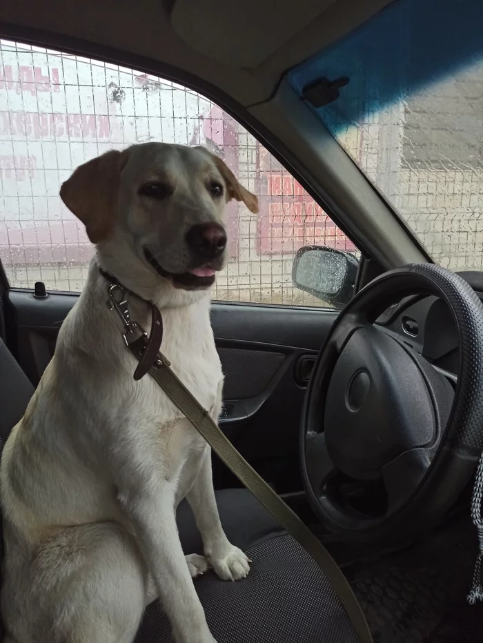 Our new driver Alisha - Dog, Driver, Best friend, Joy, Longpost