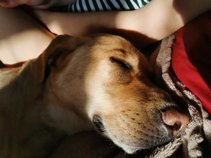 Punk - My, Dog, Labrador, , Dog days, Longpost, Boop