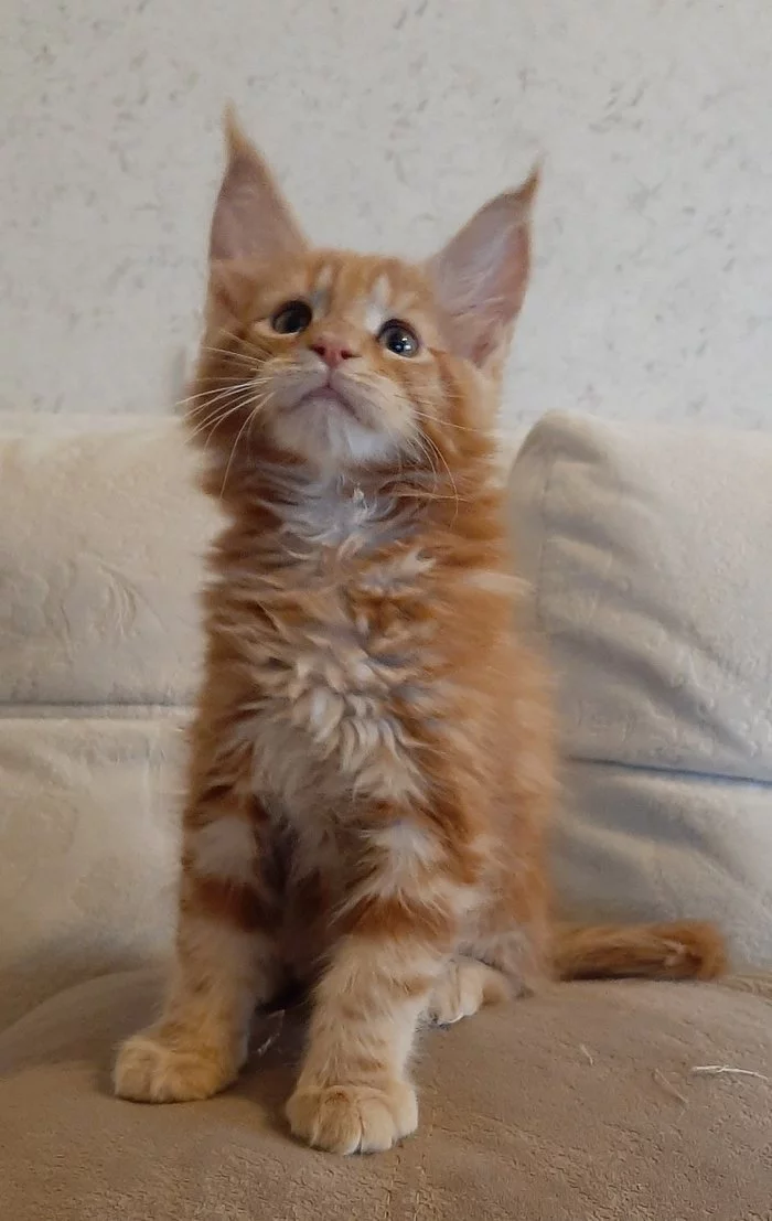 Maine Coon kittens for sale - My, Maine Coon, cat, Longpost