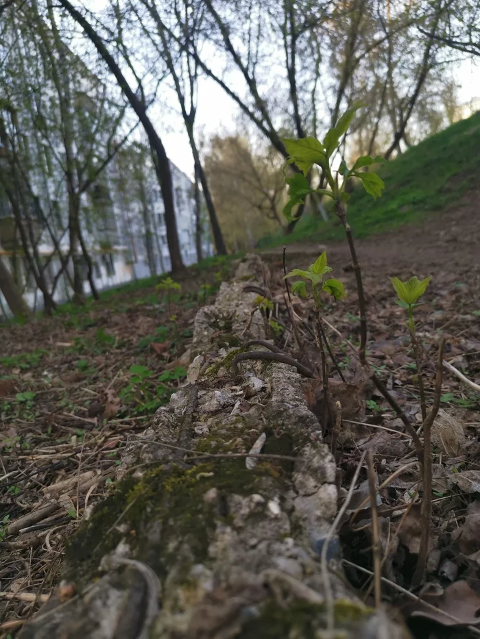 Spring stretches out its arms to the sun - My, Moscow, Spring, Greenery, Youth, Panel house, Mobile photography, The photo, Longpost, Nature, beauty