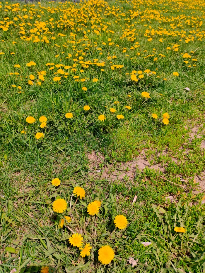 They are one step away from taking over the world. Spring mood to you! - My, Dandelion, Mobile photography