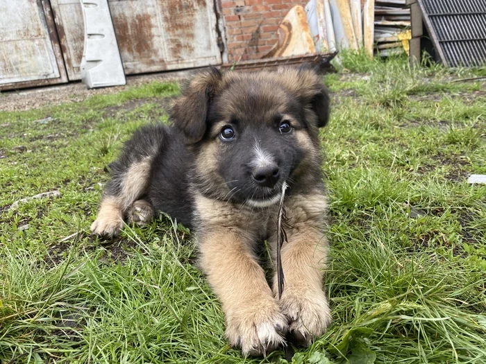 Puppy in good hands - My, Puppies, Homeless animals, Caucasian Shepherd Dog, Dog, In good hands, Longpost, No rating, Krasnodar