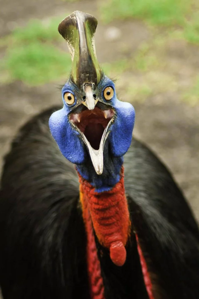 Pay tribute to the descendant of dinosaurs! Bring the cookie! - Cassowary, Descendant, Dinosaurs, Tribute, The photo